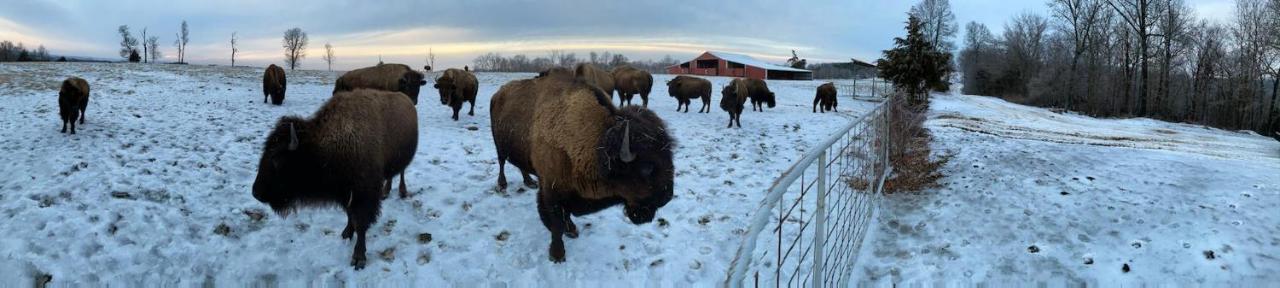 Amish Made Cedar Cabin With A Loft On A Buffalo Farm Close To The Buffalo River Marshall Bagian luar foto